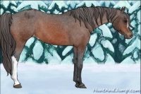Horse Color:Bay Appaloosa 