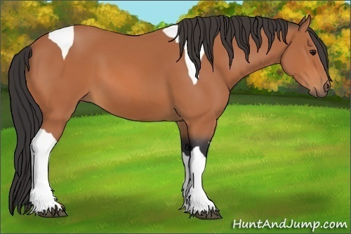 Horse Color:Bay Tobiano 