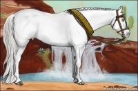 Horse Color:Chocolate Palomino Roan Appaloosa and Chocolate Palomino Roan Appaloosa