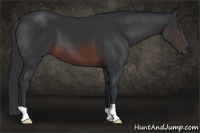 Horse Color:Brown 