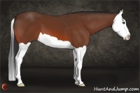 Horse Color:Bay Splash 