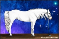 Horse Color:Chocolate Palomino Appaloosa  Brindle