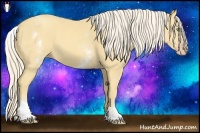 Horse Color:White Spotted Gold Cream Champagne 