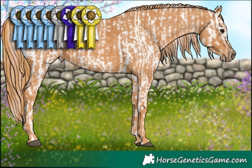 Horse Color:Bay Appaloosa  Brindle