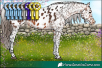 Horse Color:Bay Appaloosa Brindle