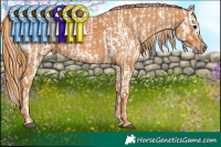 Horse Color:Bay Appaloosa  Brindle