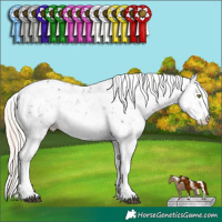 Horse Color:Liver Chestnut Mushroom Sabino and Liver Chestnut Mushroom Sabino