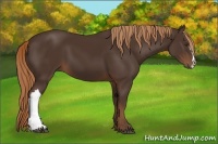 Horse Color:Liver Chestnut 