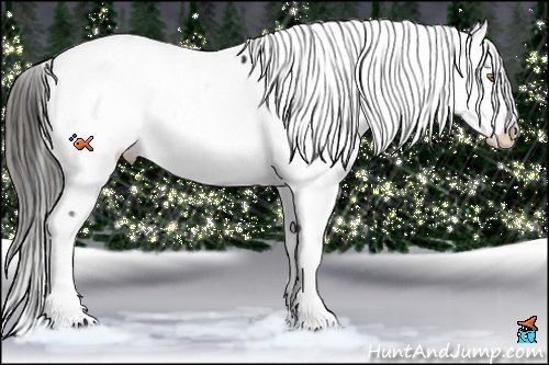 Horse Color:Liver Chestnut Appaloosa  and Liver Chestnut Appaloosa 