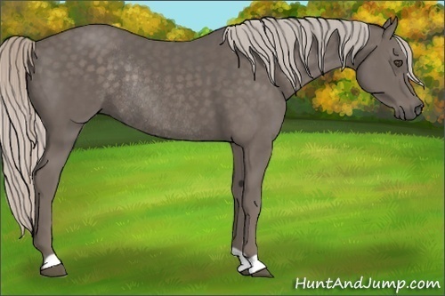 Horse Color:Silver Black Rabicano 