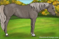 Horse Color:Silver Black Rabicano