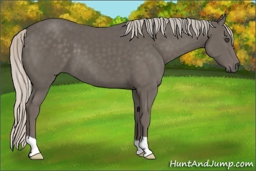 Horse Color:Silver Black 