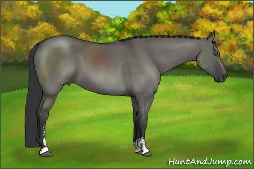 Horse Color:Grullo Sabino