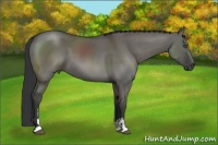 Horse Color:Grullo Sabino