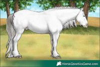 Horse Color:White Spotted Buckskin Pearl Onyx Sabino Appaloosa Rabicano and White Spotted Buckskin Pearl Onyx Sabino Appaloosa Rabicano