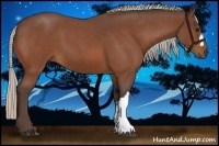 Horse Color:Silver Bay Roan