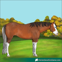 Horse Color:Bay Splash 
