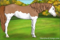 Horse Color:Chestnut Splash 