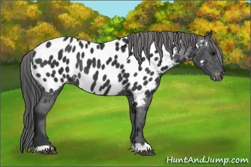 Horse Color:Black Appaloosa Rabicano 