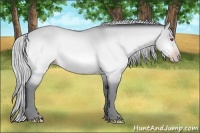 Horse Color:Silver Amber Champagne Chinchilla Dun 