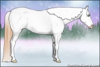 Horse Color:White Spotted Amber Cream Champagne Dun Appaloosa