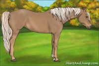 Horse Color:Palomino