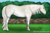Horse Color:White Spotted Cremello Sabino 
