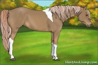 Horse Color:Palomino Tobiano 