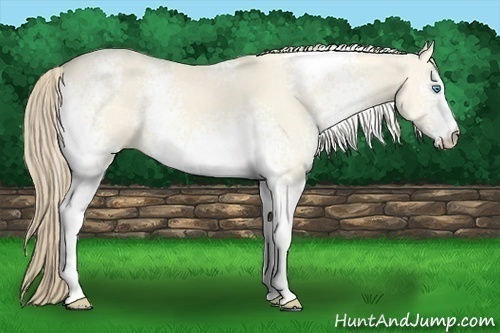 Horse Color:White Spotted Perlino Dun Sabino 