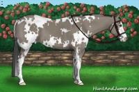 Horse Color:White Spotted Smoky Grullo Sabino 