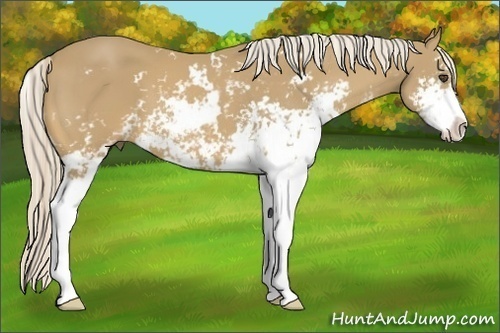 Horse Color:Palomino Sabino
