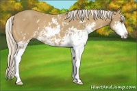 Horse Color:Palomino Sabino