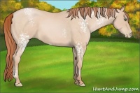 Horse Color:White Spotted Buckskin Pearl 