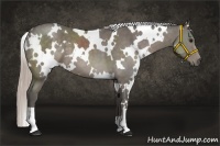 Horse Color:White Spotted Silver Black 