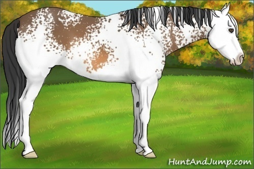Horse Color:White Spotted Buckskin Splash 