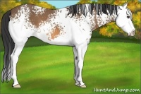 Horse Color:White Spotted Buckskin Splash 