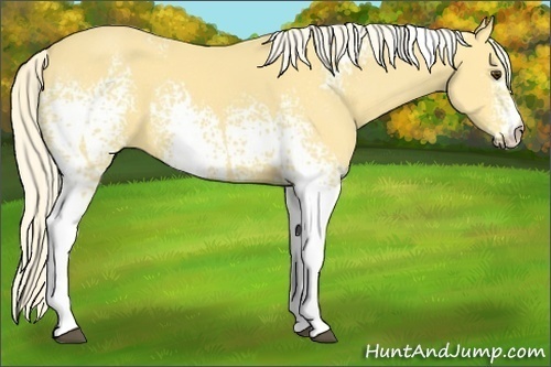 Horse Color:White Spotted Palomino