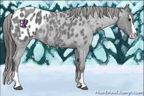 Horse Color:Blue Roan Splash Appaloosa 