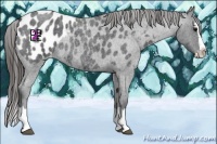 Horse Color:Blue Roan Splash Appaloosa