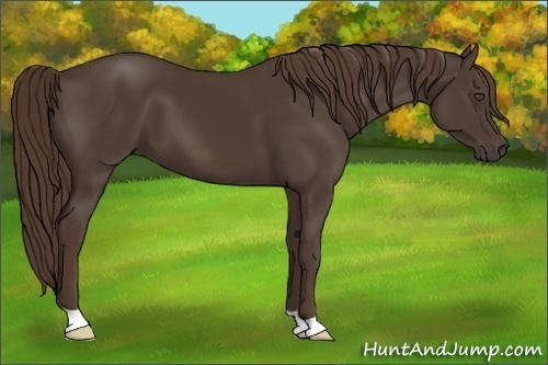 Horse Color:Liver Chestnut 