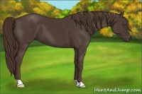 Horse Color:Liver Chestnut 