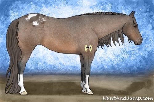 Horse Color:Buckskin Appaloosa