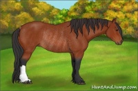 Horse Color:Bay Rabicano 