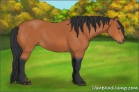 Horse Color:Bay Rabicano