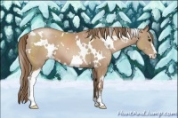 Horse Color:White Spotted Black Pearl Sabino 