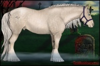 Horse Color:Chocolate Palomino Roan Pearl Sabino Rabicano and Chocolate Palomino Roan Pearl Sabino Rabicano