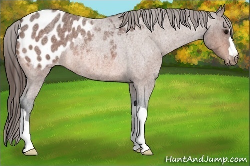Horse Color:Bay Roan Blanket Rabicano