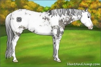 Horse Color:Grullo Sabino 