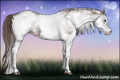 Horse Color:White Spotted Liver Chestnut 