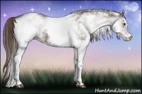 Horse Color:White Spotted Liver Chestnut 